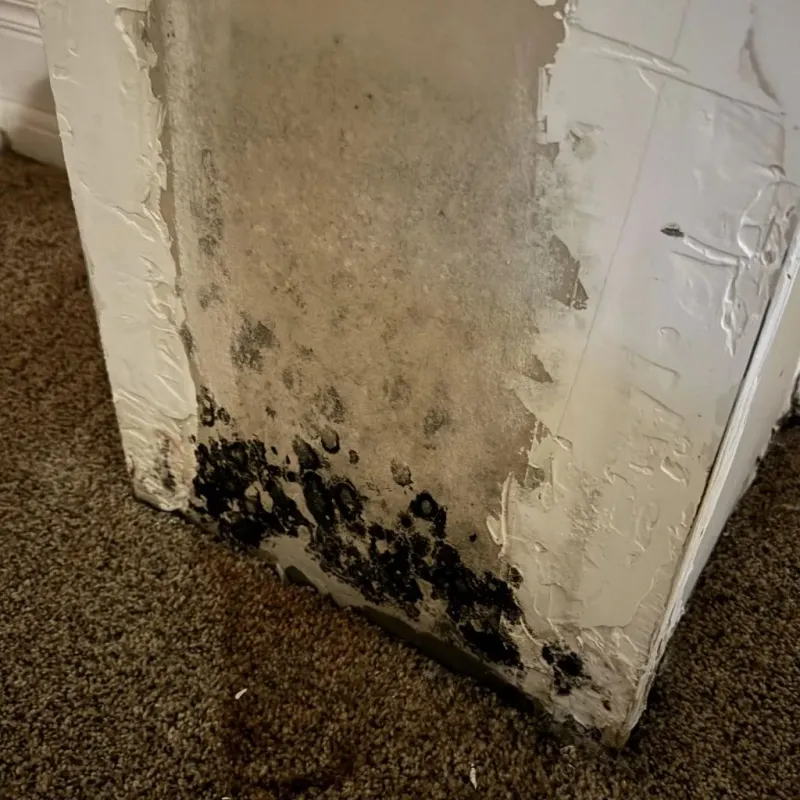 Professional Mold Removal in Oliver County, ND